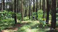 Hutan Pinus Rowo Seneng
