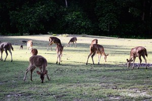 7 Alasan Kamu Wajib Liburan ke Pulau Peucang
