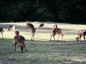 7 Alasan Kamu Wajib Liburan ke Pulau Peucang