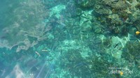 Salah satu spot snorkeling