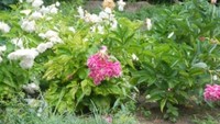 Bunga Peony