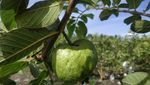 Aceh Punya Wisata Kebun Jambu, Pidie Lokasinya