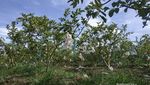 Aceh Punya Wisata Kebun Jambu, Pidie Lokasinya