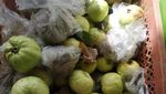 Aceh Punya Wisata Kebun Jambu, Pidie Lokasinya