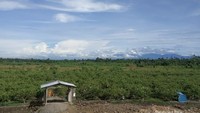 Tampak luas kebun jambu.