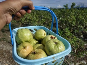 Aceh Punya Wisata Kebun Jambu, Pidie Lokasinya