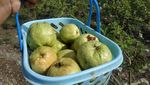 Aceh Punya Wisata Kebun Jambu, Pidie Lokasinya