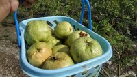 Jambu hasil metik sendiri olah pengunjung.