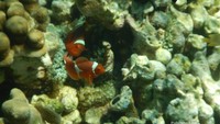 Dunia bawah laut