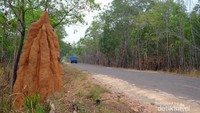 Rumah semut yang banyak dijumpai dalam perjalanan