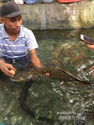 Ada Belut Keramat Raksasa di Ambon