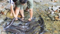 Sidat atau belut raksasa, panjangnya bisa mencapai 1 meter. Hewan ini tinggal di Sungai Weindana, Desa Larike, Kecamatan Leihitu, Ambon. Aturan adat melindungi hewan ini, tapi wisatawan bisa bermain dan memberinya makan.