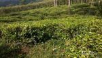 Ada Bukit Borobudur di Perkebunan Teh Jamus, Ngawi