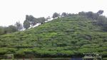 Ada Bukit Borobudur di Perkebunan Teh Jamus, Ngawi