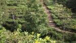Ada Bukit Borobudur di Perkebunan Teh Jamus, Ngawi