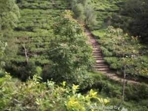 Ada Bukit Borobudur di Perkebunan Teh Jamus, Ngawi