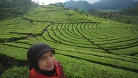 Kebun teh Ranca Bali