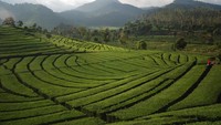 Panorama kebun teh Ranca Bali