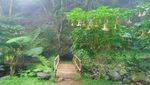 Ada Curug Secantik Ini di Sekitar Perkebunan Teh Subang