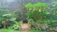Taman di Curug Sadim yang kerap berkabut