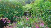 Taman bunga di Curug Sadim