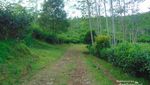 Ada Curug Secantik Ini di Sekitar Perkebunan Teh Subang