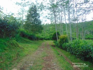 Ada Curug Secantik Ini di Sekitar Perkebunan Teh Subang