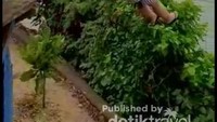 Merasakan main flying fox