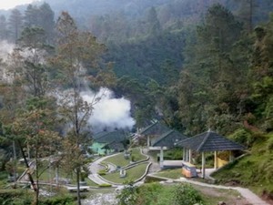 Ada Hutan Pinus Ala Film Twilight di Semarang