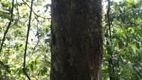 Pohon Rasamala