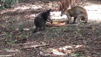 Kita bisa melihat dua ekor kanguru sedang makan di tempat ini