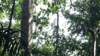 Hutan hujan tropis khas Papua Nugini