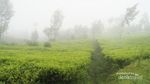 Ada Kebun Teh Seindah Ini di Kaki Gunung Sindoro