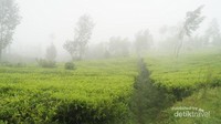 Pagi yang indah bukan?  Kabut khas kebun teh.