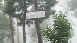 Ada Kebun Teh Seindah Ini di Kaki Gunung Sindoro