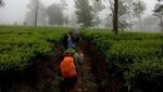 Ada Kebun Teh Seindah Ini di Kaki Gunung Sindoro