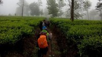 Membelah rimbunnya kebun teh bersama kawan.