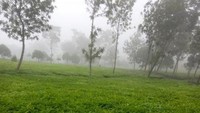 Hamparan hijau kebun teh Tambi