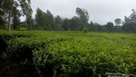 Ada Kebun Teh Seindah Ini di Kaki Gunung Sindoro