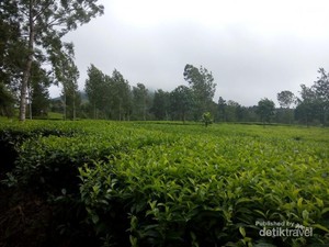 Ada Kebun Teh Seindah Ini di Kaki Gunung Sindoro