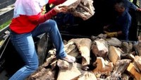 Bantuan ambil kayu jati untuk bahan bakar kereta api uap