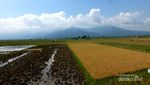 Ada Kereta Uap Langka di Museum Kereta Api Ambarawa