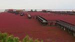 Ada Pantai Merah Darah di China