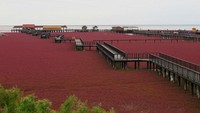 Pantai Merah (amusingplanet.com)
