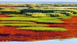 Ada Pantai Merah Darah di China