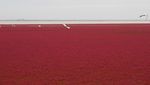 Ada Pantai Merah Darah di China