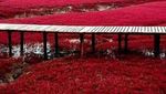 Ada Pantai Merah Darah di China