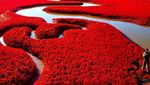 Ada Pantai Merah Darah di China