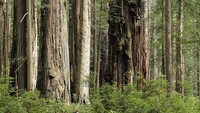 Sebelum mengelilingi hutan Redwood jangan lupa untuk  mengambil peta yang tersedia di pusat informasi (miguelviera.org)