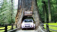Mobil-mobil yang ingin masuk ke kawasan Redwood National and State Parks harus melewati Chandelier Tree (rv-103.com)